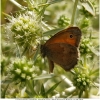 coenonym pamphilus imago2 don